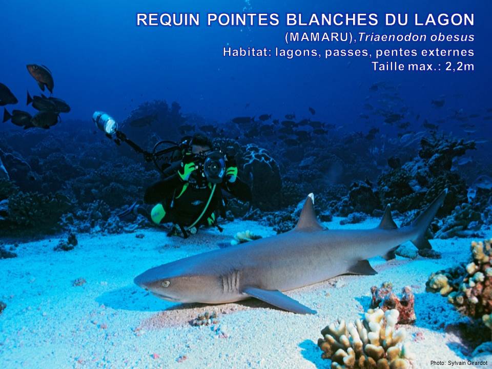 rencontre avec un requin geant