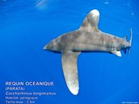 /images/espece/requin_ailerons_blanc_large.jpg