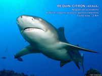/images/espece/requin_citron.jpg