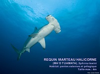 /images/espece/requin_marteau_halicorne.jpg
