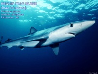 /images/espece/requin_peau_bleue.jpg