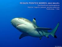 /images/espece/requin_pointes_noires.jpg