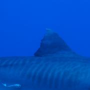 /observatoire/images/13749_33bb63b62c7a31643be6044ccc56be87.jpg