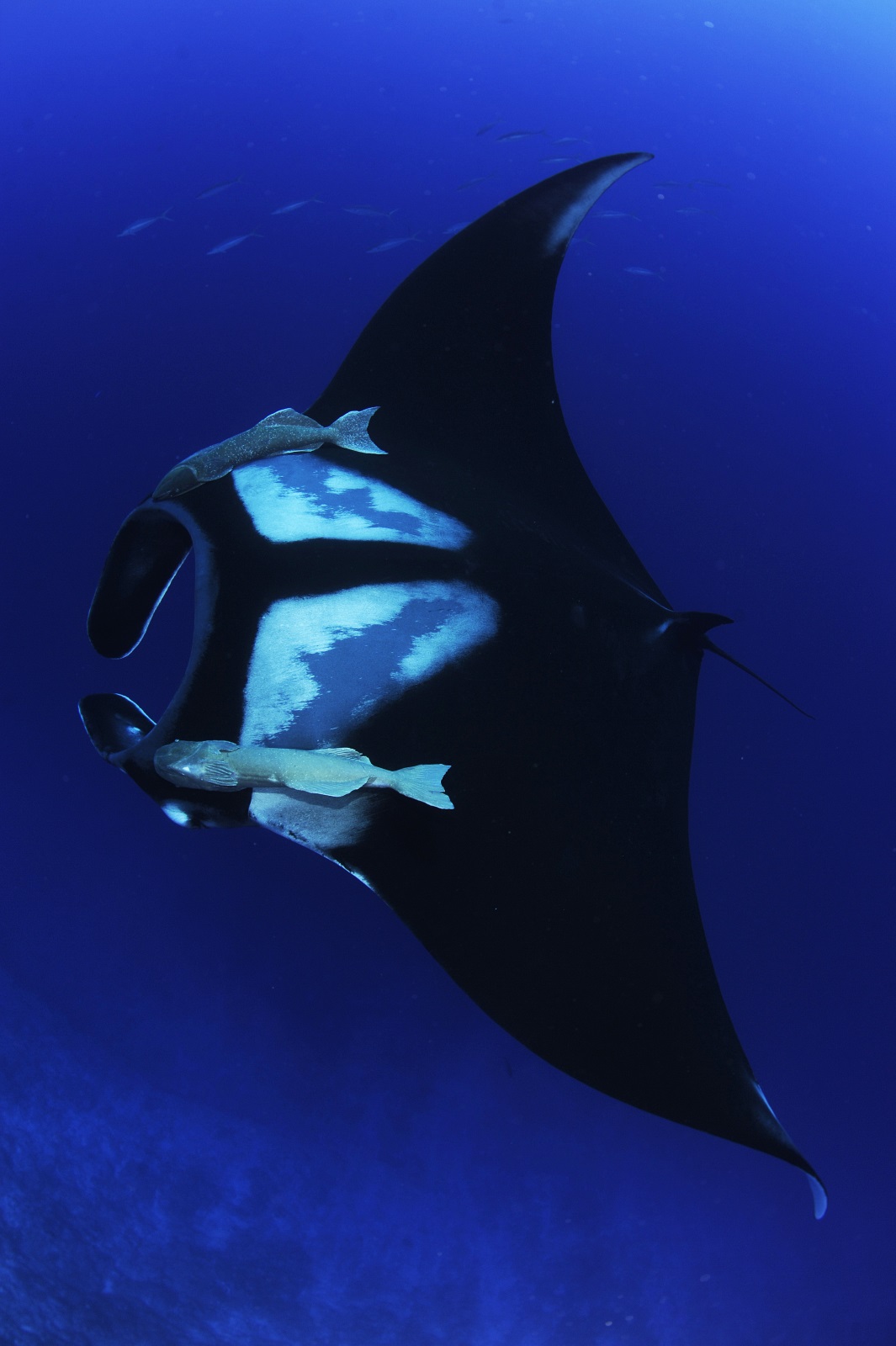 Observatoire Des Requins De Polynesie Histoires De Requins