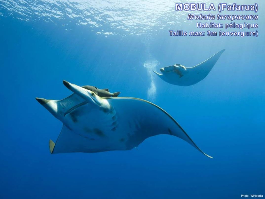 Observatoire Des Requins De Polynesie Histoires De Requins