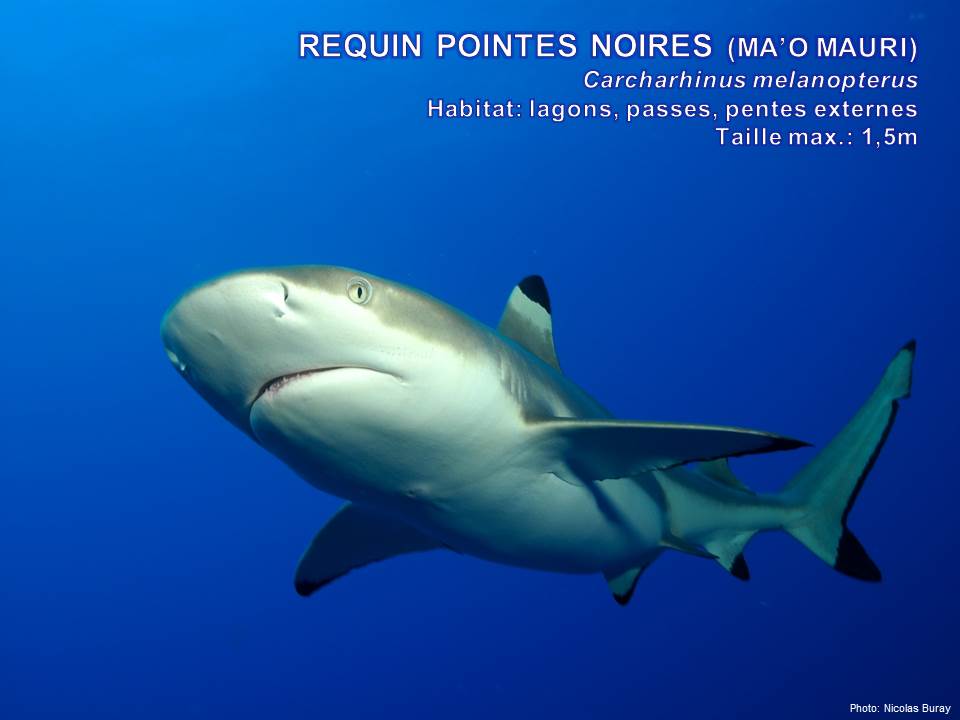 observatoire-des-requins-de-polynesie-les-requins-observ-s