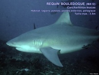 /images/espece/requin_bouledogue.jpg