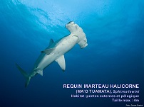 /images/espece/requin_marteau_halicorne.jpg